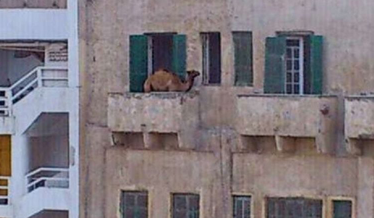 How did this Egyptian take a camel to his 5th floor balcony?